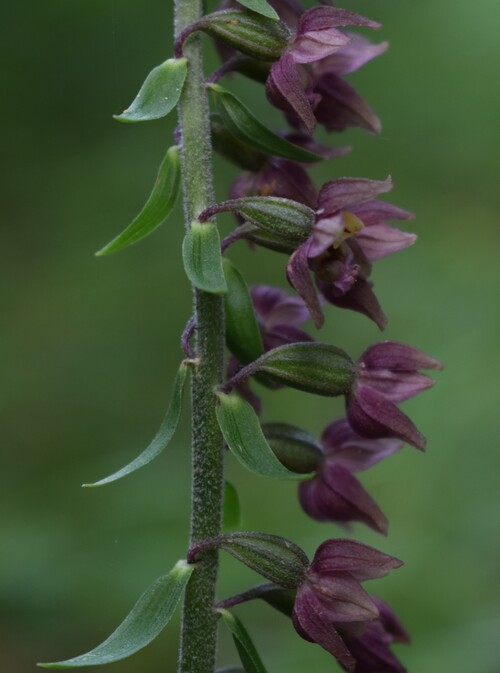 Epipactis schmalhausenii (Prealpi Bresciane)