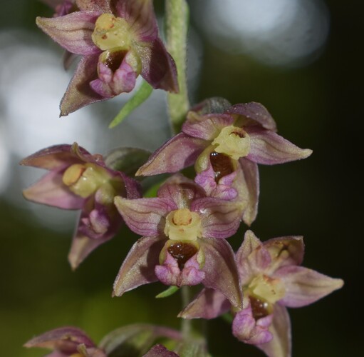 Epipactis schmalhausenii (Prealpi Bresciane)