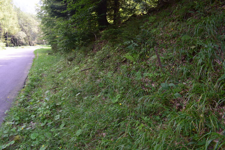 Epipactis schmalhausenii (Prealpi Bresciane)