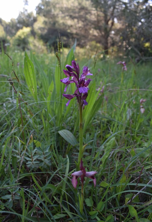 Le Orchidee di Capo Promontore/Kamenjak (Istria, Croazia)