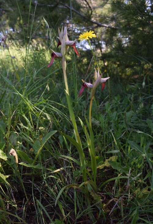 Le Orchidee di Capo Promontore/Kamenjak (Istria, Croazia)