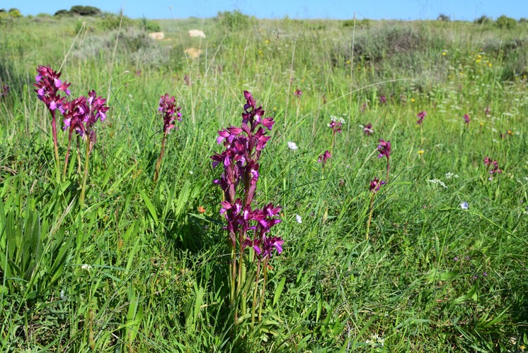 Le Orchidee di Capo Promontore/Kamenjak (Istria, Croazia)