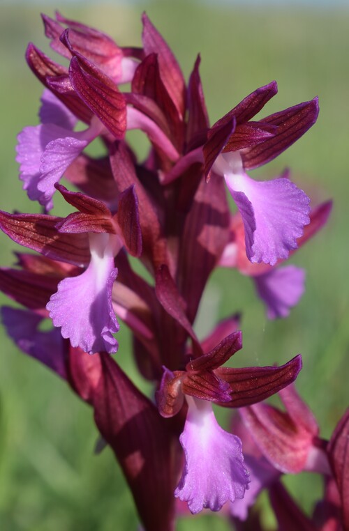 Le Orchidee di Capo Promontore/Kamenjak (Istria, Croazia)