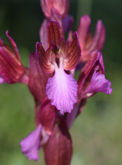 Le Orchidee di Capo Promontore/Kamenjak (Istria, Croazia)