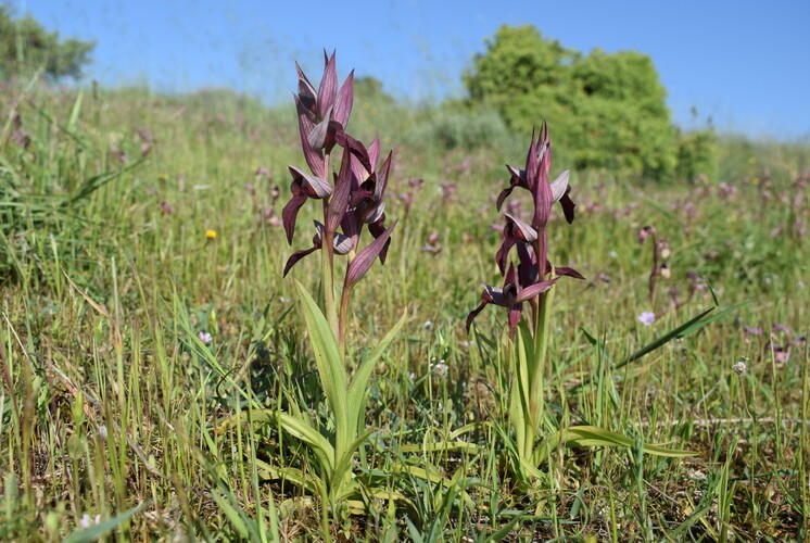 Le Orchidee di Capo Promontore/Kamenjak (Istria, Croazia)
