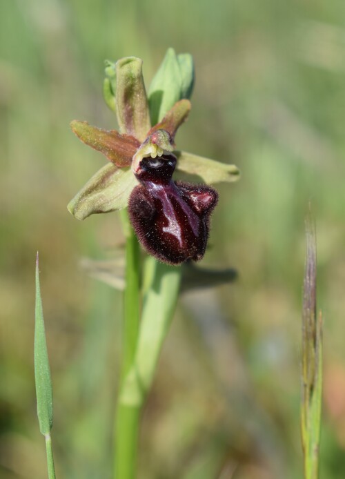 Le Orchidee di Capo Promontore/Kamenjak (Istria, Croazia)