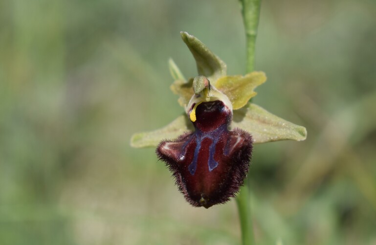 Le Orchidee di Capo Promontore/Kamenjak (Istria, Croazia)