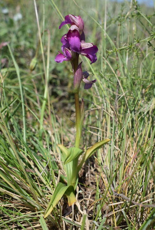 Le Orchidee di Capo Promontore/Kamenjak (Istria, Croazia)