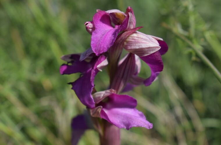 Le Orchidee di Capo Promontore/Kamenjak (Istria, Croazia)