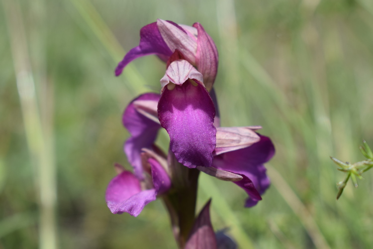 Le Orchidee di Capo Promontore/Kamenjak (Istria, Croazia)