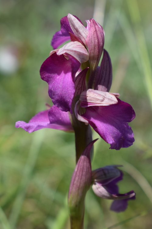 Le Orchidee di Capo Promontore/Kamenjak (Istria, Croazia)