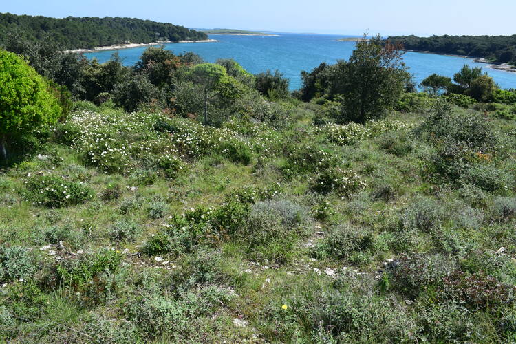 Le Orchidee di Capo Promontore/Kamenjak (Istria, Croazia)