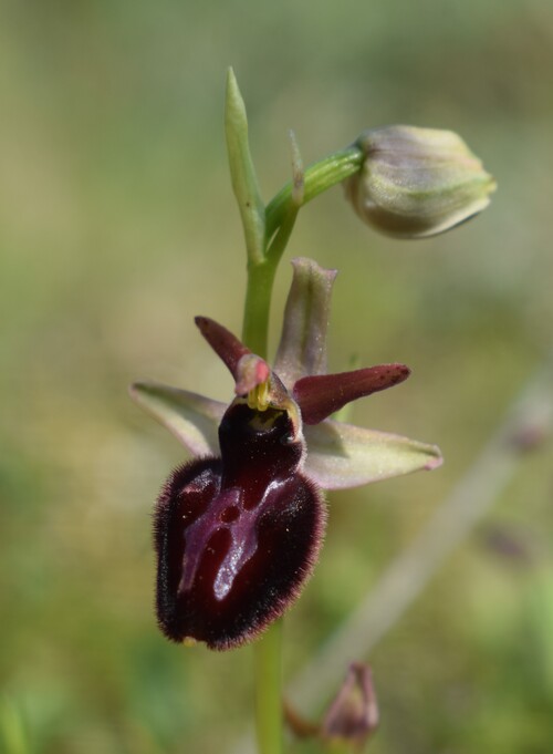Le Orchidee di Capo Promontore/Kamenjak (Istria, Croazia)