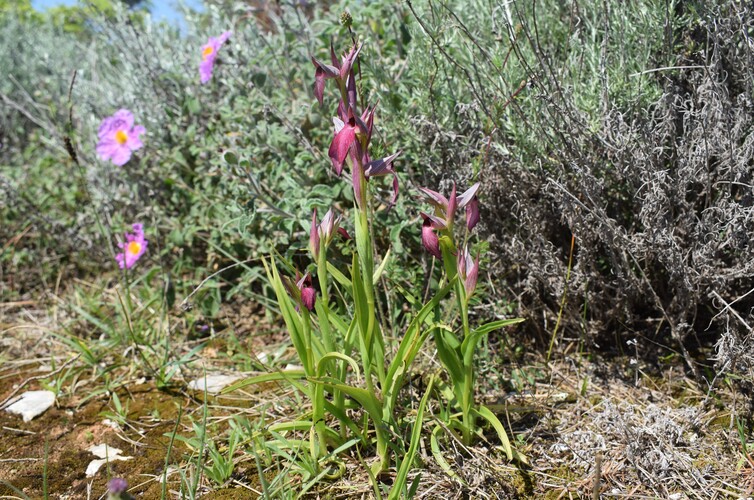 Le Orchidee di Capo Promontore/Kamenjak (Istria, Croazia)
