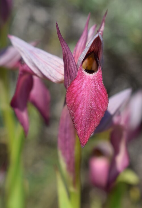 Le Orchidee di Capo Promontore/Kamenjak (Istria, Croazia)