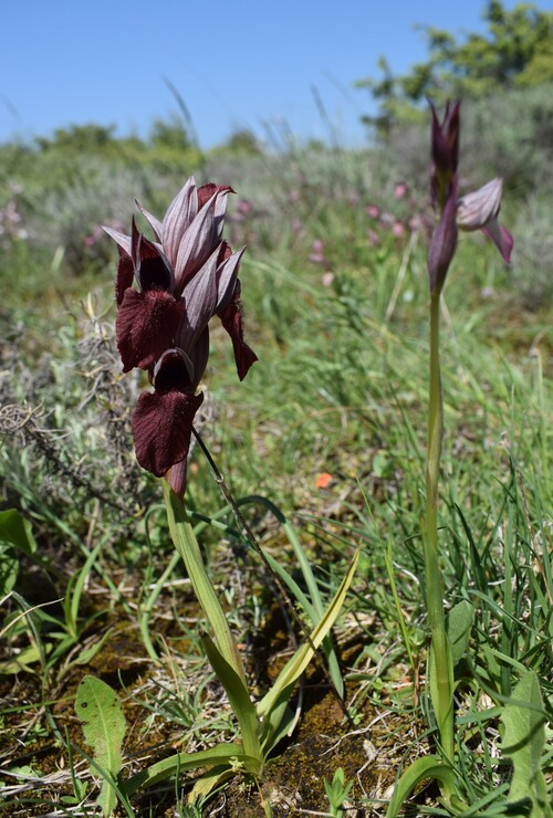 Le Orchidee di Capo Promontore/Kamenjak (Istria, Croazia)