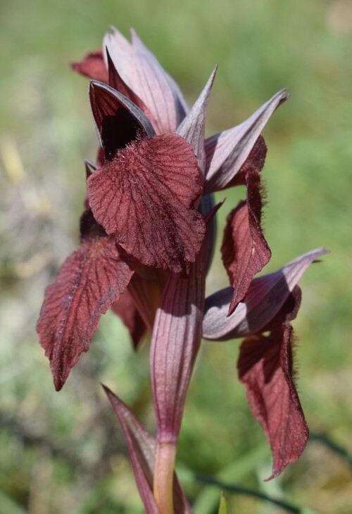 Le Orchidee di Capo Promontore/Kamenjak (Istria, Croazia)