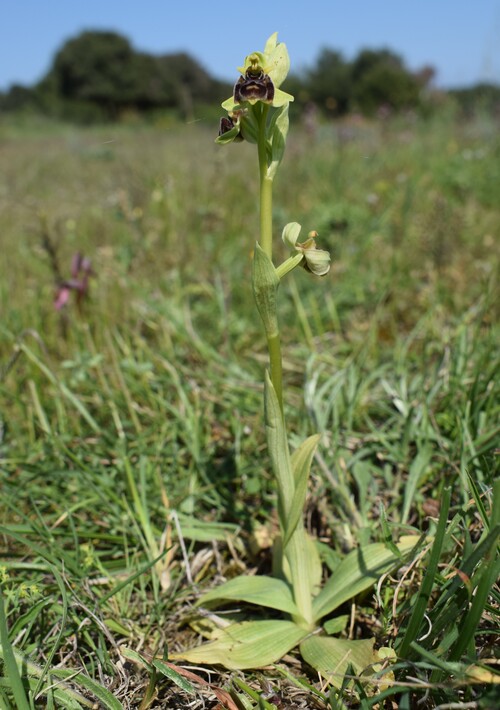 Le Orchidee di Capo Promontore/Kamenjak (Istria, Croazia)