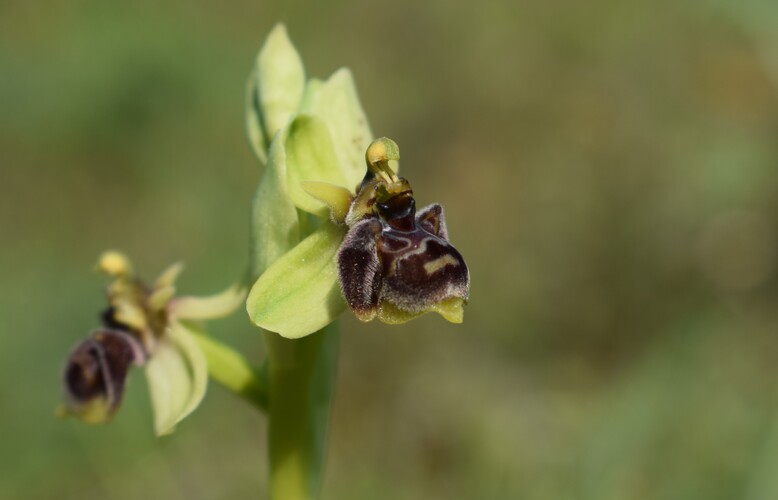Le Orchidee di Capo Promontore/Kamenjak (Istria, Croazia)