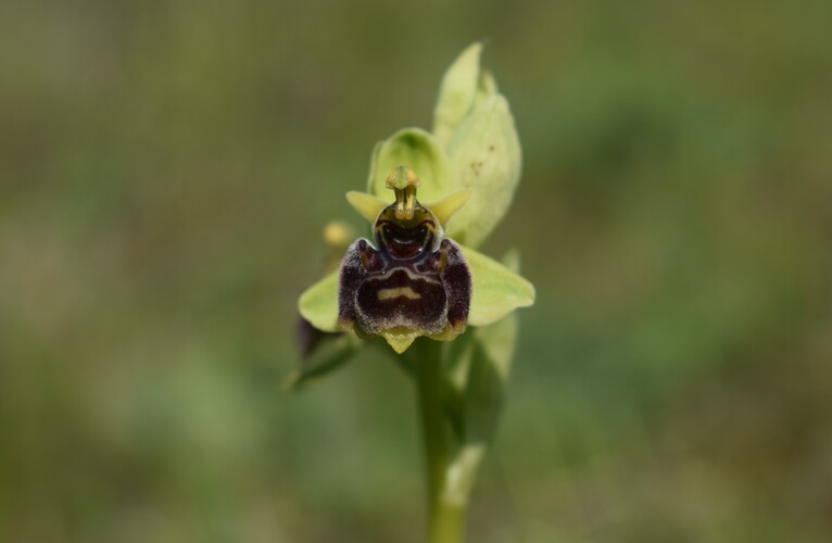 Le Orchidee di Capo Promontore/Kamenjak (Istria, Croazia)