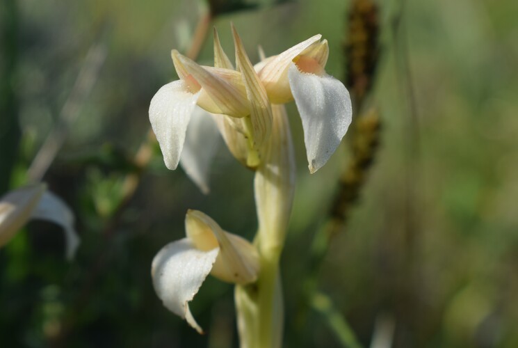 Le Orchidee di Capo Promontore/Kamenjak (Istria, Croazia)