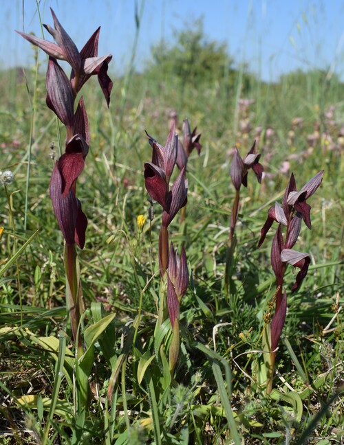 Le Orchidee di Capo Promontore/Kamenjak (Istria, Croazia)