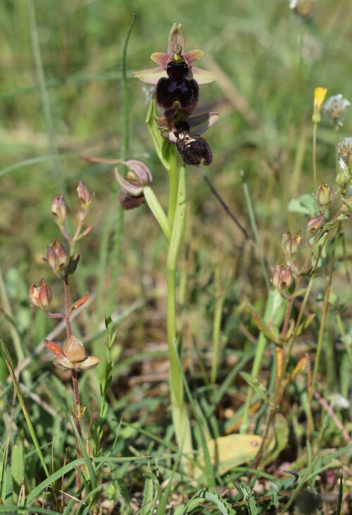 Le Orchidee di Capo Promontore/Kamenjak (Istria, Croazia)