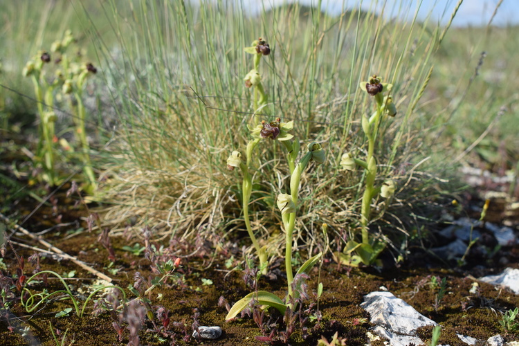 Le Orchidee di Capo Promontore/Kamenjak (Istria, Croazia)