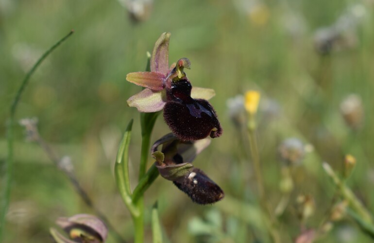 Le Orchidee di Capo Promontore/Kamenjak (Istria, Croazia)