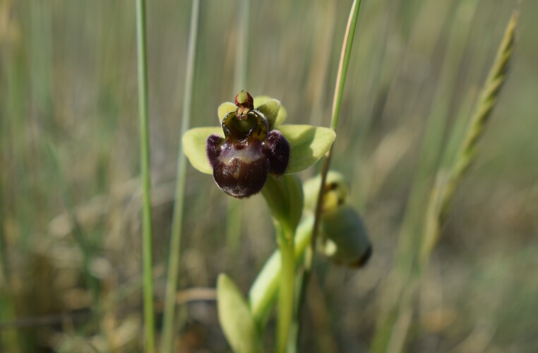 Le Orchidee di Capo Promontore/Kamenjak (Istria, Croazia)