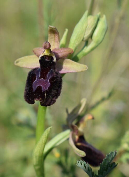 Le Orchidee di Capo Promontore/Kamenjak (Istria, Croazia)