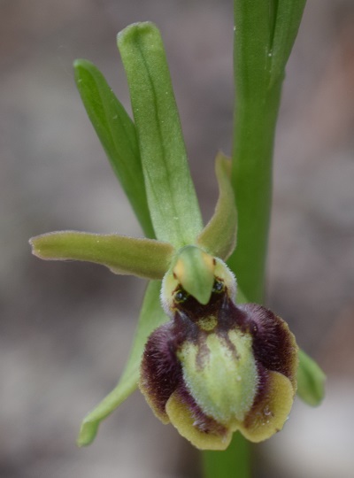 Ophrys sphegodes bicolor?