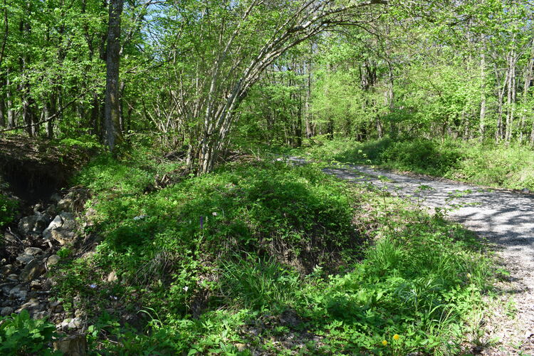 Un 1� Maggio 2025 in Val di Taro (Appennino Parmense)