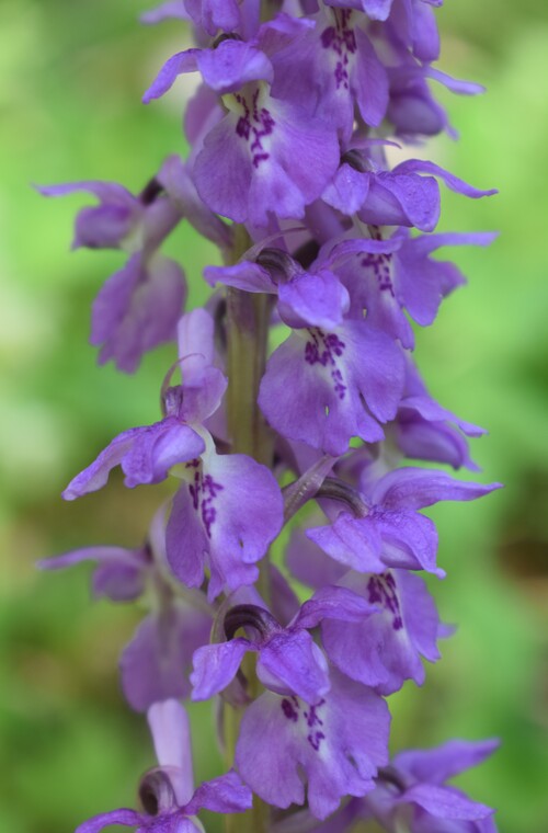 Un 1� Maggio 2025 in Val di Taro (Appennino Parmense)