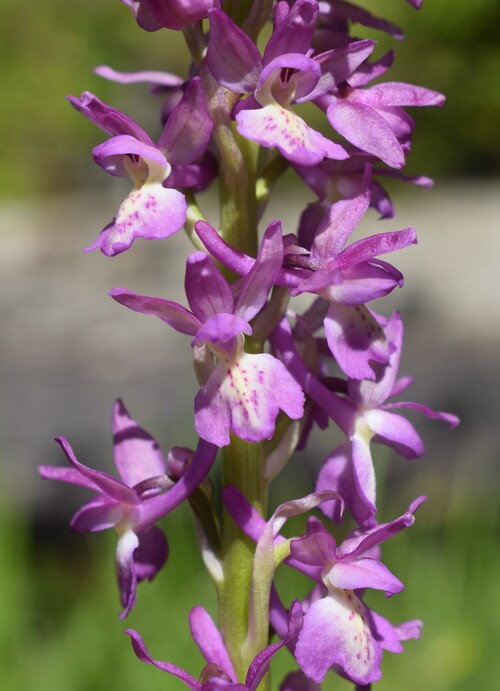 Un 1� Maggio 2025 in Val di Taro (Appennino Parmense)