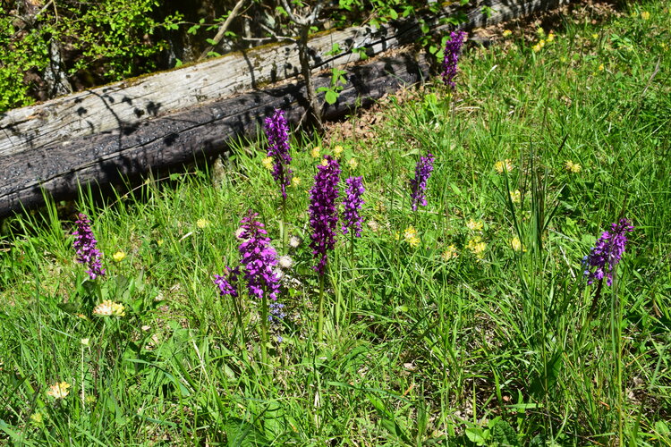 Un 1� Maggio 2025 in Val di Taro (Appennino Parmense)