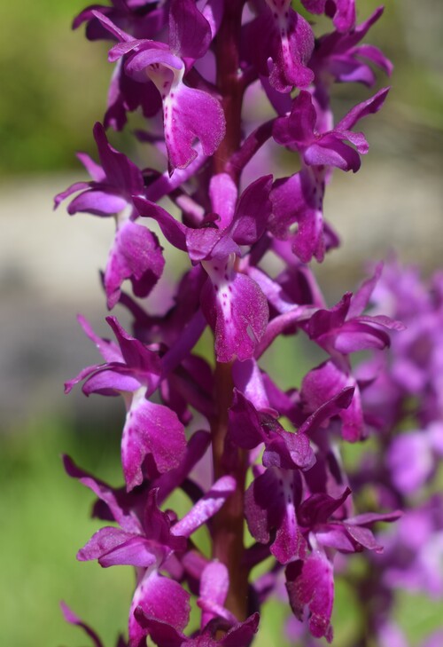 Un 1� Maggio 2025 in Val di Taro (Appennino Parmense)