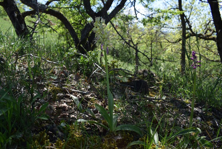 Un 1� Maggio 2025 in Val di Taro (Appennino Parmense)