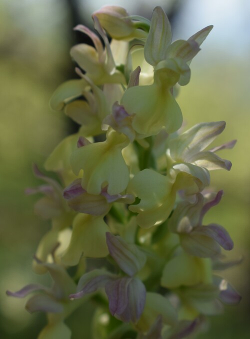 Un 1� Maggio 2025 in Val di Taro (Appennino Parmense)