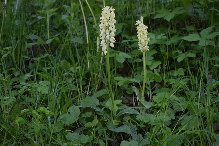 Un 1� Maggio 2025 in Val di Taro (Appennino Parmense)