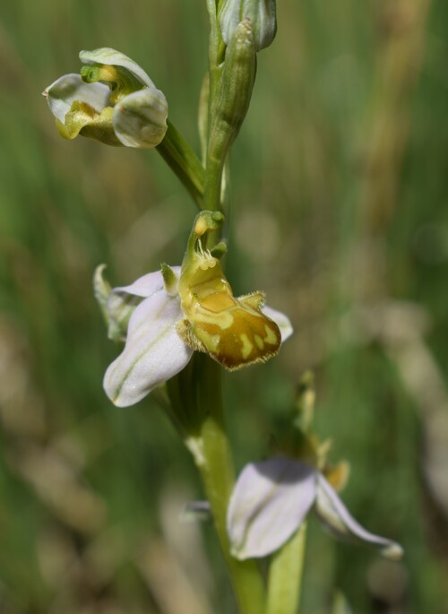 Orchidee Venete 2026 - 8