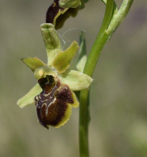 Mistero Parmense... che Ophrys �?