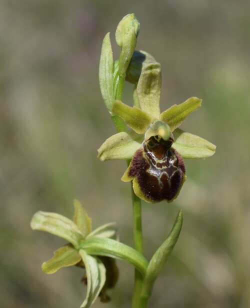 Mistero Parmense... che Ophrys �?