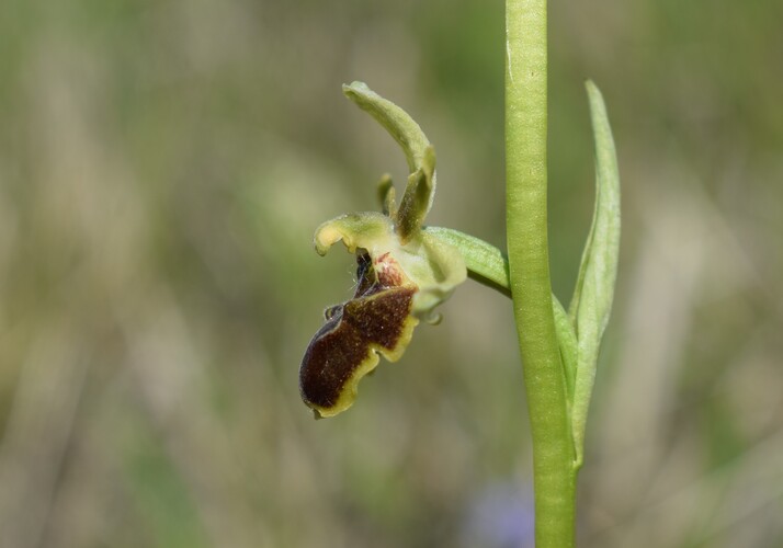 Mistero Parmense... che Ophrys �?