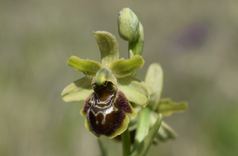 Mistero Parmense... che Ophrys �?
