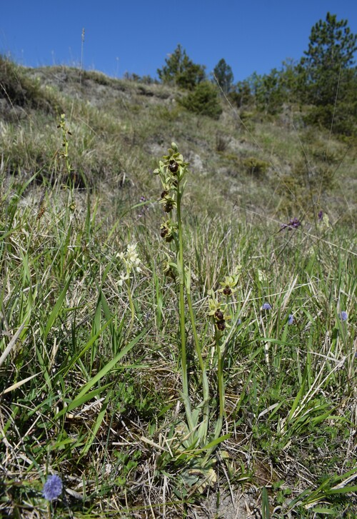 Mistero Parmense... che Ophrys �?