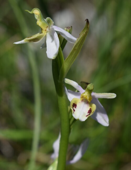 Ophrys apifera f. patinata (Appennino Umbro-Marchigiano)