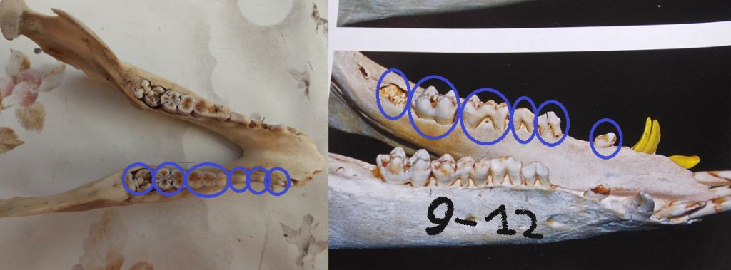 Cranio di cinghiale .