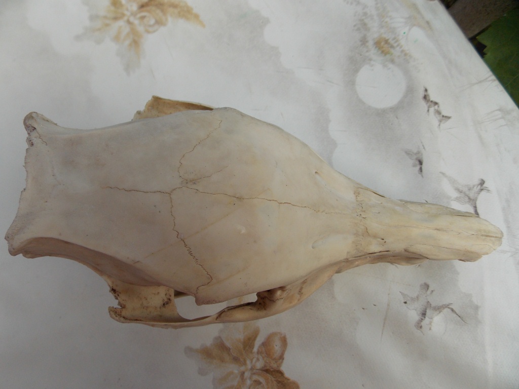 Cranio di cinghiale .