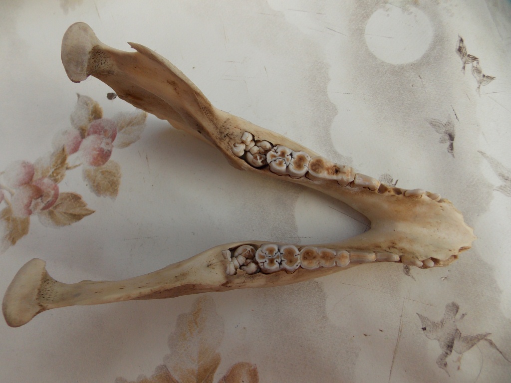 Cranio di cinghiale .